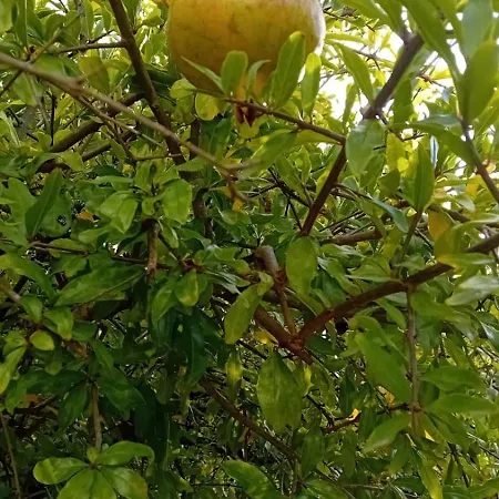 Quinta Da Tranquilidade * Sesimbra