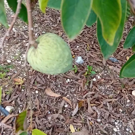 Alloggio per agriturismo Quinta Da Tranquilidade