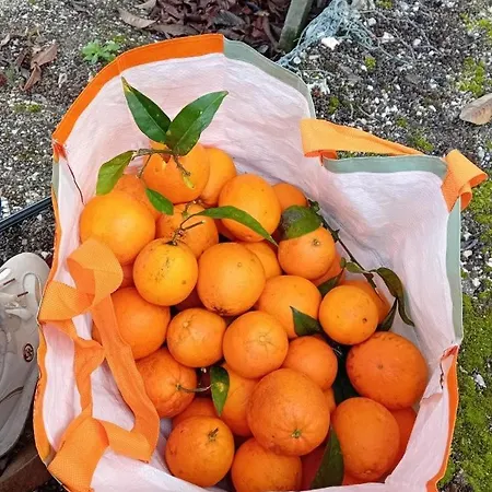 Quinta Da Tranquilidade Alloggio per agriturismo Sesimbra