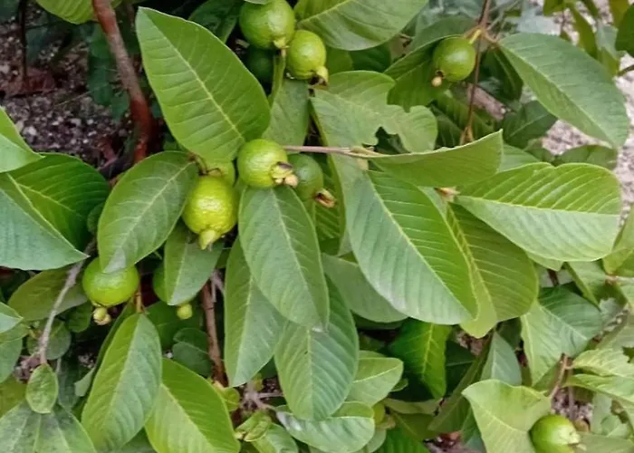 Quinta Da Tranquilidade Sesimbra