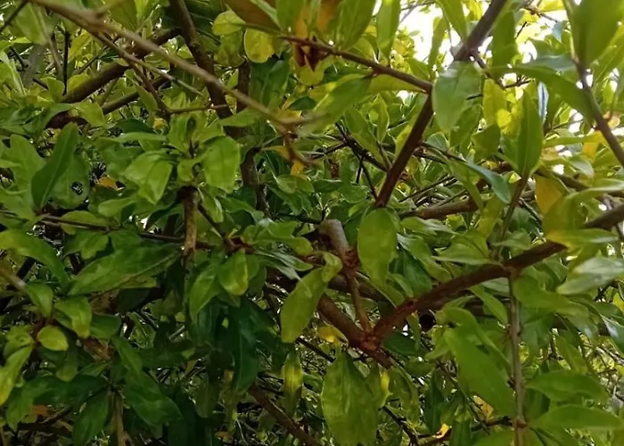 Quinta Da Tranquilidade * Sesimbra