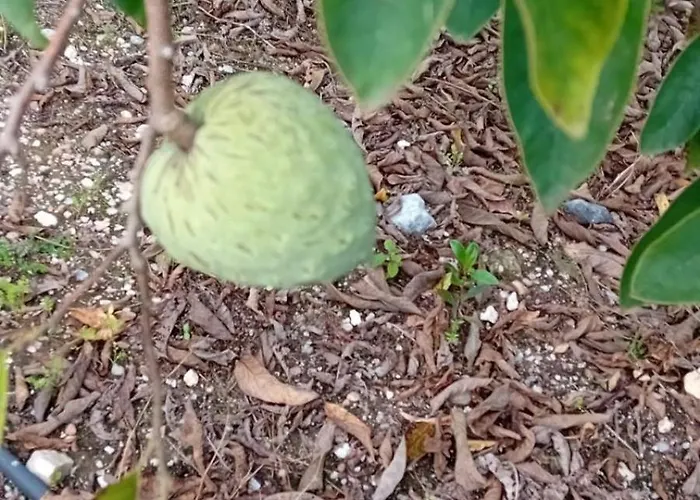 Farma Quinta Da Tranquilidade