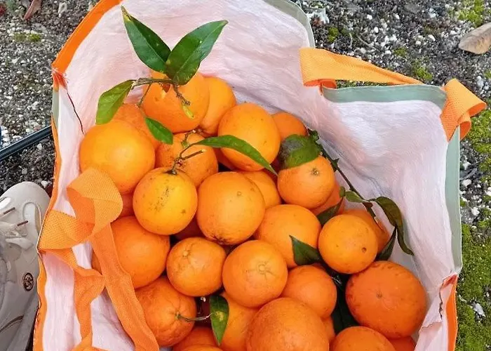 Quinta Da Tranquilidade Farma Sesimbra